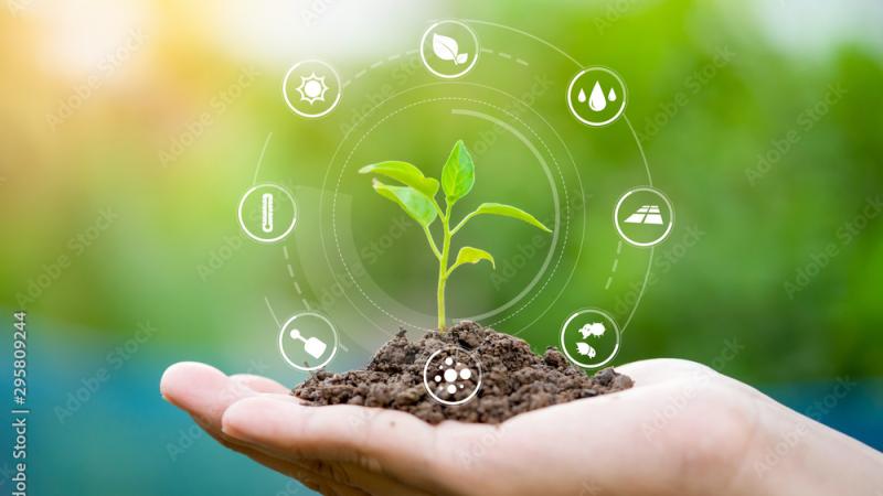 hands in soil with plant